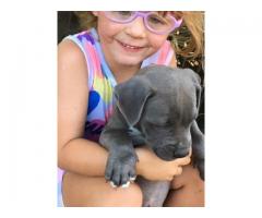 Blue American Pitbull Puppies for sale from Prestige
