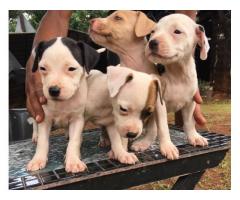 Mayday and American pit bull for sale