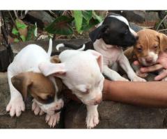 Mayday and American pit bull for sale