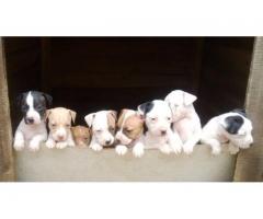 Mayday and American pit bull for sale