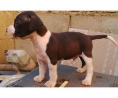 Mayday and American pit bull for sale