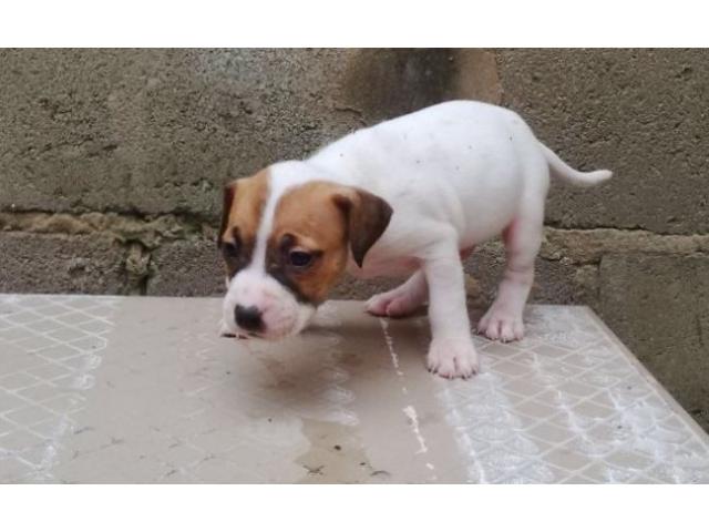 Mayday pitbull puppies for sale online