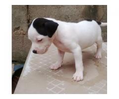 Mayday and American pit bull for sale