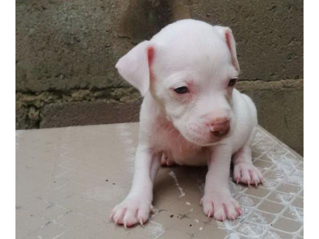 Mayday pitbull puppies for on sale sale