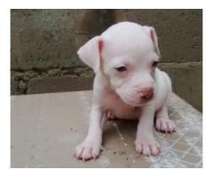 Mayday and American pit bull for sale