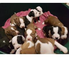 PURE BREED AMERICAN PITBULLS FOR SALE