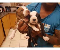 PURE BREED AMERICAN PITBULLS FOR SALE