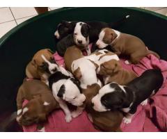 PURE BREED AMERICAN PITBULLS FOR SALE