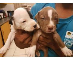 PURE BREED AMERICAN PITBULLS FOR SALE