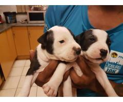 PURE BREED AMERICAN PITBULLS FOR SALE