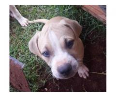 American Pitbull Pups