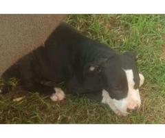 American Pitbull Pups