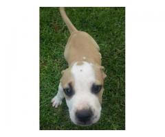 American Pitbull Pups