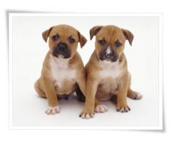 Staffordshire puppies