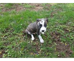 Pedigree American Staffordshire Terrier (Amstaff) Puppies