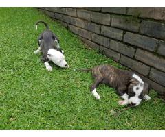 Pedigree American Staffordshire Terrier (Amstaff) Puppies