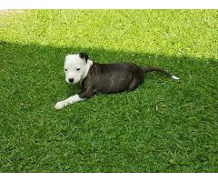 Pedigree American Staffordshire Terrier (Amstaff) Puppies