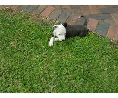 Pedigree American Staffordshire Terrier (Amstaff) Puppies