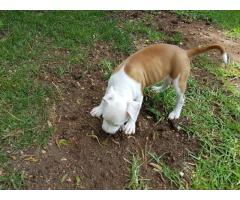 Pedigree American Staffordshire Terrier (Amstaff) Puppies