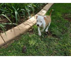 Pedigree American Staffordshire Terrier (Amstaff) Puppies