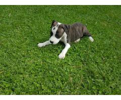Ashrok Pedigree American Staffordshire Terrier Puppies (Amstaff)