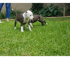 Ashrok Pedigree American Staffordshire Terrier Puppies (Amstaff)