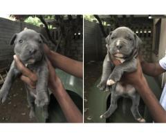 American Pitbull (blue) terrier puppies for sale in KwaZulu-Natal