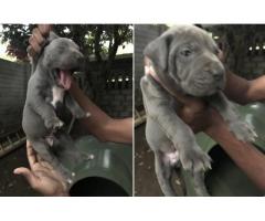 American Pitbull (blue) terrier puppies for sale in KwaZulu-Natal