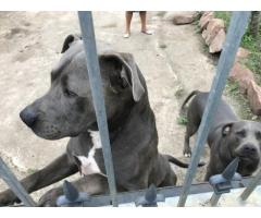 American Pitbull (blue) terrier puppies for sale in KwaZulu-Natal