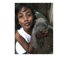 American Pitbull (blue) terrier puppies for sale in KwaZulu-Natal