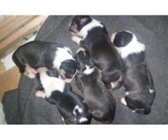 Pure Bull Terrier Pups for Sale