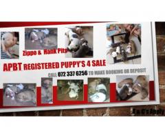 Thorough Bred Pitbull puppies for sale