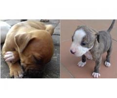 Thorough Bred Pitbull puppies for sale