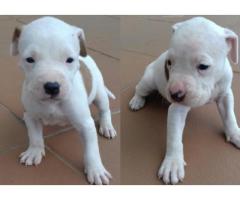 Thorough Bred Pitbull puppies for sale