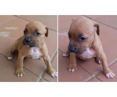 Thorough Bred Pitbull puppies for sale