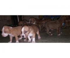 Purebred American pitbull terrier puppies for sale (Hank/carver bloodline)