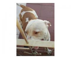 Purebred American pitbull terrier puppies for sale (Hank/carver bloodline)