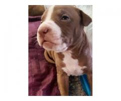 Purebred American pitbull terrier puppies for sale (Hank/carver bloodline)