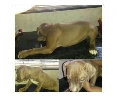 American Pit Bull Terriers for sale  – SADBA registered