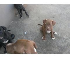 American Pit Bull Terriers for sale  – SADBA registered