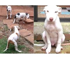 Beautiful American pit bull puppies for sale (pure breed)