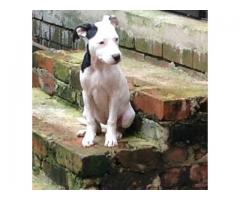Beautiful American pit bull puppies for sale (pure breed)