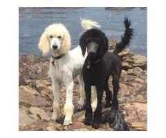 Poodle puppies for sale (Ballylane Poodles)
