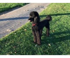 Poodle puppies for sale (Ballylane Poodles)