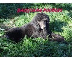 Poodle puppies for sale (Ballylane Poodles)