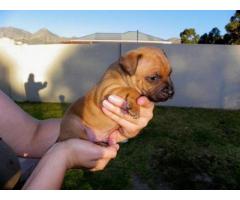 Purebred staffie puppies for sale in Somerset West (Western Cape)