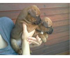 Purebred staffie puppies for sale in Somerset West (Western Cape)