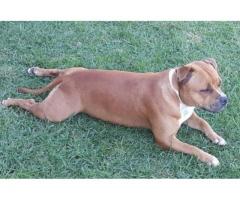 Purebred staffie puppies for sale in Somerset West (Western Cape)