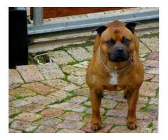Purebred staffie puppies for sale in Somerset West (Western Cape)
