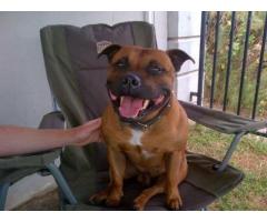 Purebred staffie puppies for sale in Somerset West (Western Cape)